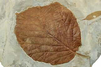 Colorful Fossil Leaf (Beringiaphyllum) - Montana #351962