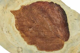 Colorful Fossil Leaf (Beringiaphyllum) - Montana #351963