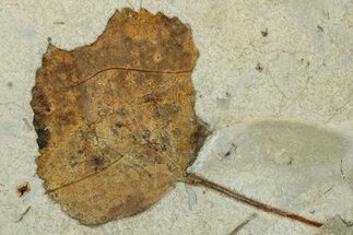 Paleocene Fossil Leaf (Zizyphoides) With Insect Predation #351965
