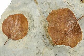 Shale With Two Paleocene Fossil Leaves (Zizyphoides) - Montana #351972