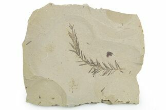 Shale With Dawn Redwood (Metasequoia) Fossils - Montana #351985