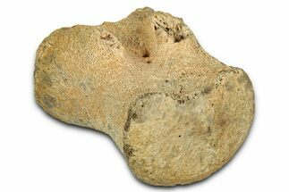 Fossil Triceratops Caudal Vertebra Centrum - Montana #352038