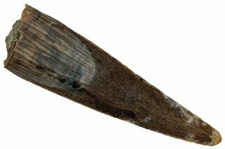 Serrated, Fossil Theropod (Richardoestesia) Tooth - Montana #352041