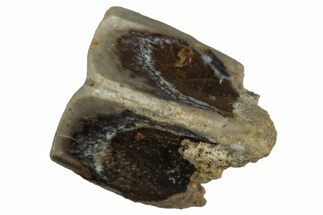 Fossil Hadrosaur (Edmontosaurus) Shed Tooth - Montana #352043