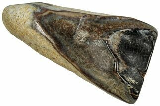 Large Fossil Triceratops Shed Tooth - Montana #352065