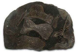 Fossil Ichthyosaur Vertebrae In Cross-Section - England #352091