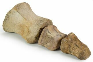 Composite Fossil Hadrosaur Toe (II - , & ) - Montana #352098