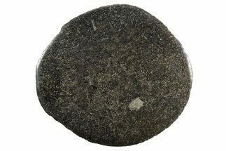 Polished Iguanodon Vertebra Slab - Isle Of Wight #352099