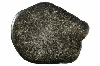 Polished Iguanodon Vertebra Slab - Isle Of Wight #352101