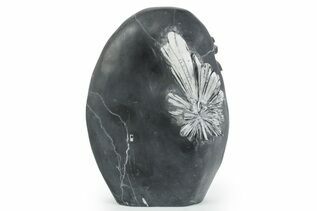 Buy Chrysanthemum Stone