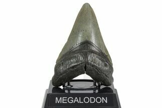 Fossil Megalodon Tooth - South Carolina #352202