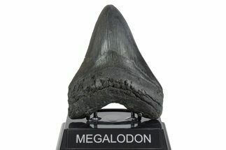 Fossil Megalodon Tooth - South Carolina #352207