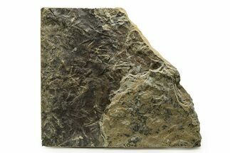 Fossil Bird (Avipeda) Track Plate - Green River Formation, Utah #352251