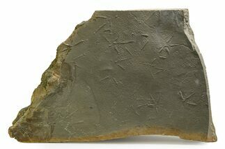 Fossil Bird (Avipeda) Track Plate - Green River Formation, Utah #352257