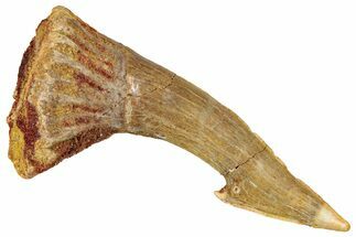 Fossil Sawfish (Onchopristis) Rostral Barb - Morocco #351703