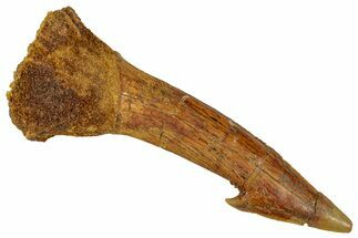 Fossil Sawfish (Onchopristis) Rostral Barb - Morocco #351714