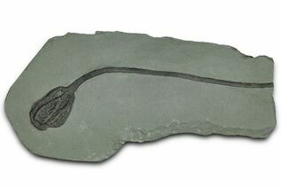 Recently Added For Sale