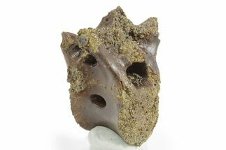 Fossil Raptor (Anzu) Dorsal Vertebra - Montana #351823