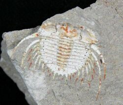 Unusual Kettneraspis Trilobite - Timrzit, Morocco #18845