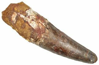 Real Fossil Spinosaurus Tooth - Huge Dinosaur Tooth #351611