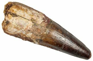 Real Fossil Spinosaurus Tooth - Huge Dinosaur Tooth #351626