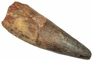Real Fossil Spinosaurus Tooth - Restored Tip #351633