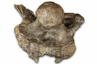 Fossil Triceratops Skull Section with Occipital Condyle - Montana #352275
