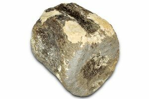 Jurassic Fossil Coral (Thecosmilia) - Germany (#9652) For Sale