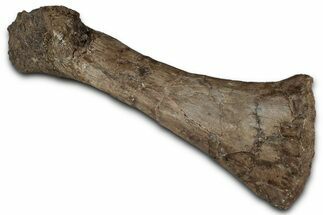 Partial Dinosaur (Hadrosaur?) Pubis Bone - Montana #352282