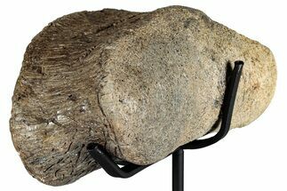 Hadrosaur (Edmontosaurus) Phalanx with Metal Stand - Montana #352285