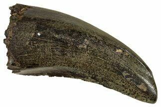 Fossil Tyrannosaur (Nanotyrannus) Tooth - Montana #352299