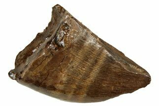 Fossil Tyrannosaur (Nanotyrannus) Tooth - Feeding Damage #352301