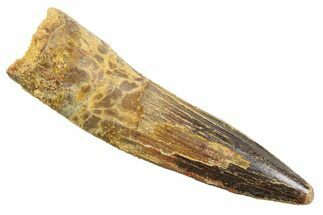 Fossil Spinosaurus Tooth - Real Dinosaur Tooth #352378
