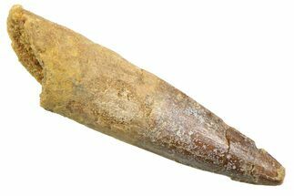 Fossil Spinosaurus Tooth - Real Dinosaur Tooth #352389