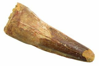 Fossil Spinosaurus Tooth - Real Dinosaur Tooth #352395