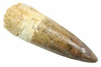 Fossil Spinosaurus Tooth - Restored Tip #352404