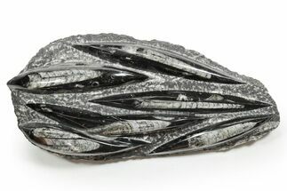 Polished Fossil Orthoceras (Cephalopod) Plate - Morocco #352347