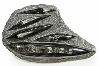 Polished Fossil Orthoceras (Cephalopod) Plate - Morocco #352348