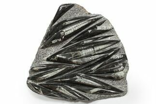 Polished Fossil Orthoceras (Cephalopod) Plate - Morocco #352288