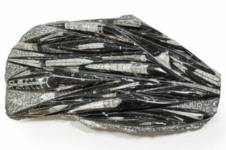 Buy Belemnites & Straight Cephalopods