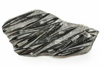 Polished Fossil Orthoceras (Cephalopod) Plate - Morocco #352300