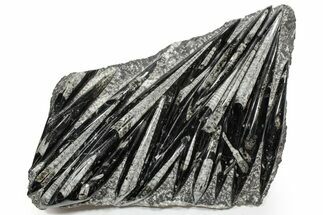 Polished Fossil Orthoceras (Cephalopod) Plate - Morocco #352302