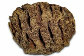 Fossil Pine Cone (Metasequoia) - Montana #352457