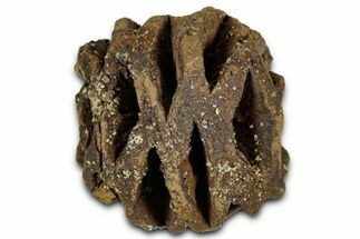 Fossil Pine Cone (Metasequoia) - Montana #352463