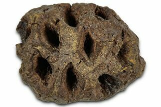 Fossil Pine Cone (Metasequoia) - Montana #352467