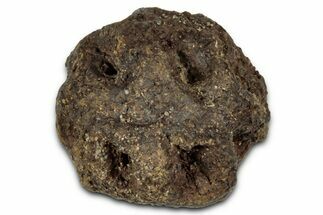 Fossil Pine Cone (Metasequoia) - Montana #352474