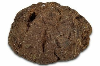 Fossil Pine Cone (Metasequoia) - Montana #352482