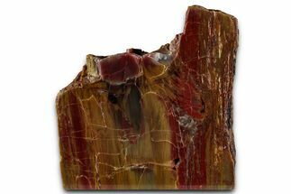 Polished Petrified Wood (Araucarioxylon) - Arizona #352496