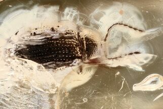 Detailed Fossil Leaf Beetle (Chrysomelidae) in Baltic Amber #352688
