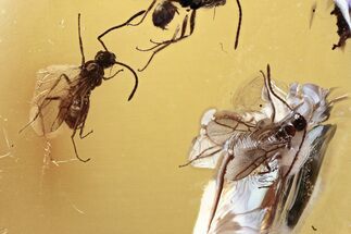 Detailed Fossil Winged Ants (Formicidae) In Baltic Amber #352695